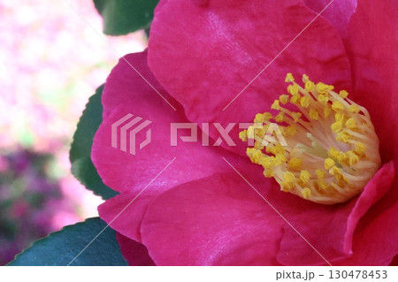 赤い山茶花 130478453