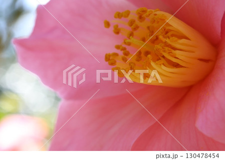ピンクの山茶花 ピンクの山茶花 130478454