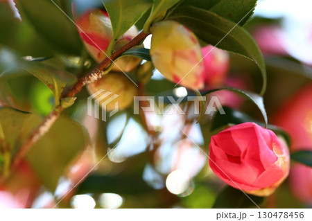 山茶花の蕾 130478456