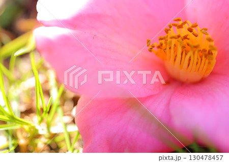 ピンクの山茶花 ピンクの山茶花 130478457