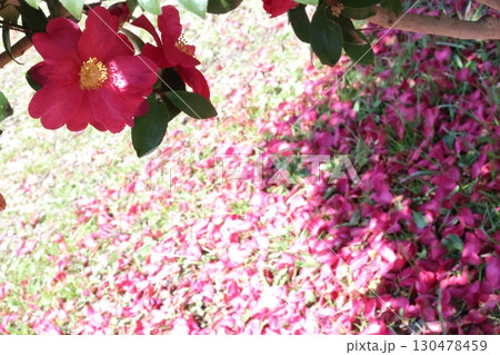 散った山茶花 散った山茶花 130478459
