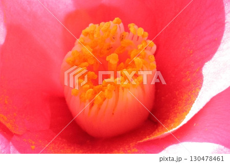 赤い山茶花 赤い山茶花 130478461