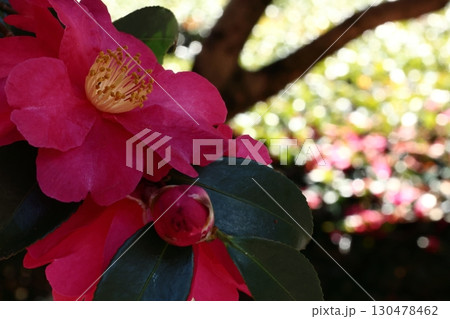 赤い山茶花 130478462