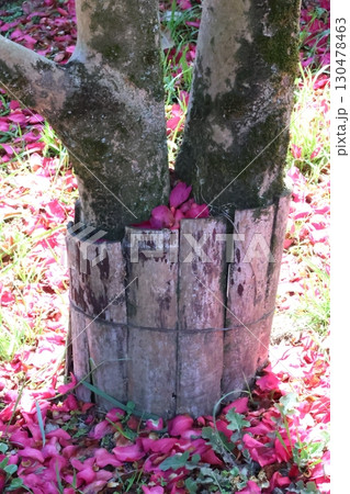 散った山茶花の花びら 散った山茶花の花びら 130478463