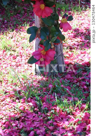散った山茶花の花びら 130478464