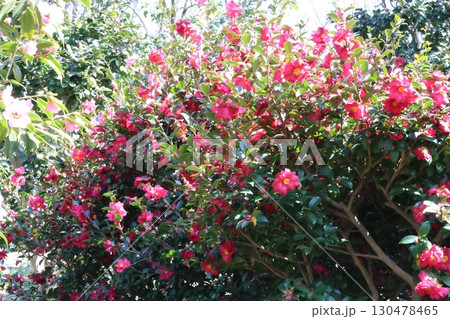 赤い山茶花 130478465