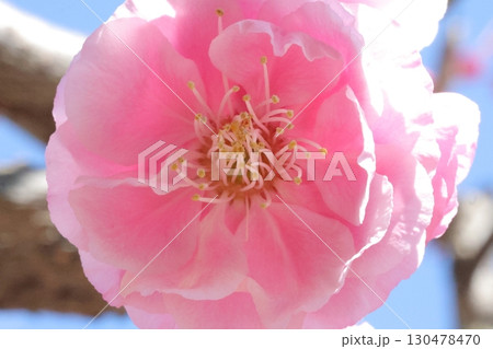 ピンクの梅 130478470
