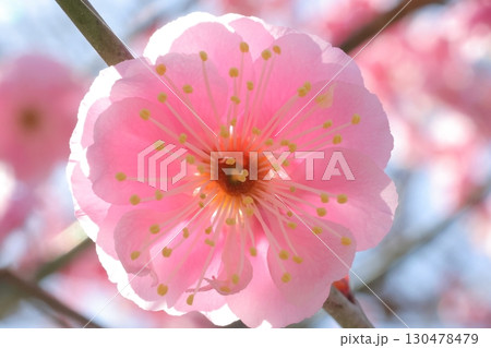 淡い色の梅の花 130478479