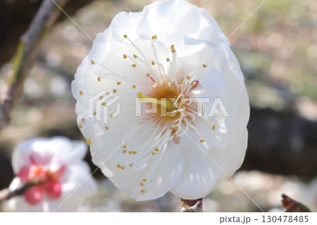 白い梅の花 白い梅の花 130478485