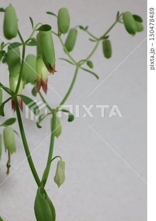 マザーリーフの花 130478489