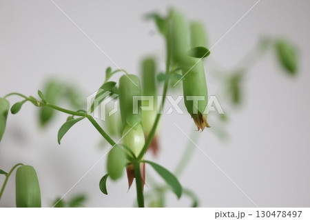 マザーリーフの花 130478497