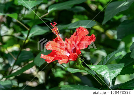 真っ赤な色のブッソウゲ【アオイ科】 130478558