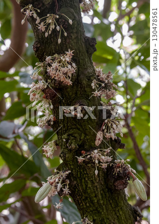 常緑樹であるカカオの花【アオイ科】 130478561