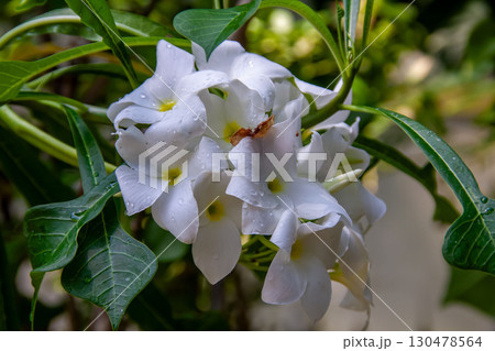 プルメリア プディカの別名はブライダルブーケ【キョウチクトウ科】 プルメリア プディカの別名はブライダルブーケ【キョウチクトウ科】 130478564