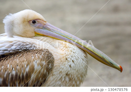 Majestic pelican resting peacefully near a tranquil body of water on a sunny day Majestic pelican resting peacefully near a tranquil body of water on a sunny day 130478576