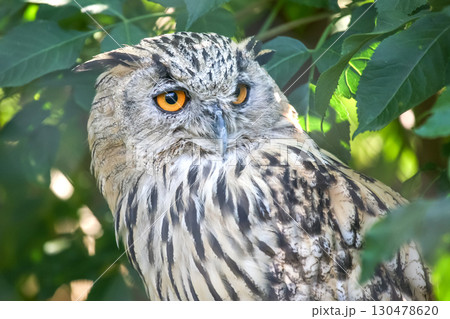 Majestic owl resting among green leaves in a forest during bright daylight hours 130478620