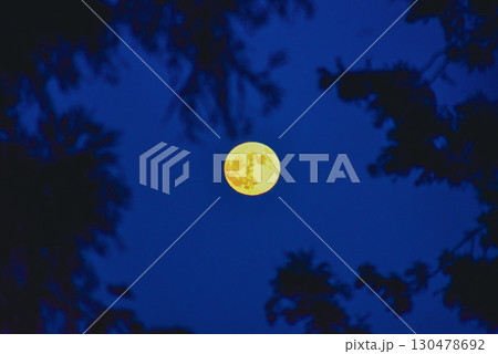 森の中から見上げた月 130478692