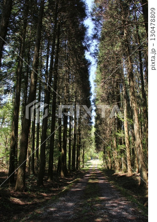 木々に囲まれた林道 木々に囲まれた林道 130478809