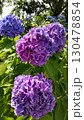 初夏の風物詩　紫の紫陽花 130478854