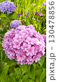 初夏の風物詩　紫陽花 130478856