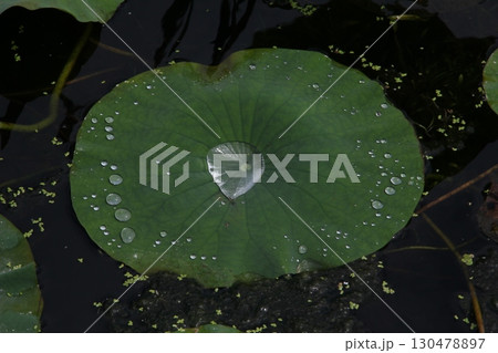 雨に濡れた蓮の葉 雨に濡れた蓮の葉 130478897