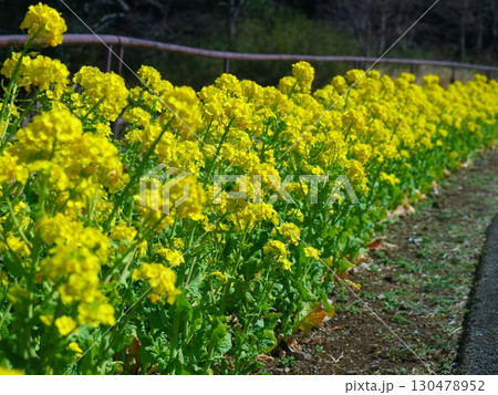 道端に咲く菜の花 130478952
