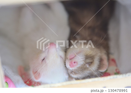 寝ている2匹のフェレット 130478991