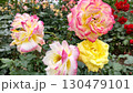 庄堺公園バラ園　混合色のバラ 130479101