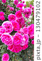 庄堺公園バラ園　ピンクのバラ 130479102
