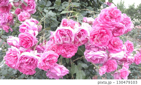 庄堺公園バラ園　小さなバラ 130479103