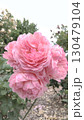 庄堺公園バラ園　ピンクのバラ 130479104