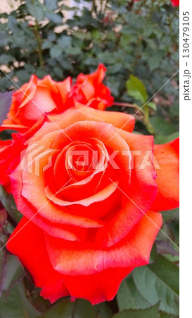 庄堺公園バラ園　オレンジのバラ 130479105