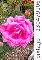 庄堺公園バラ園　ピンクのバラ 130479106