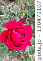 庄堺公園バラ園　真っ赤なバラ 130479107