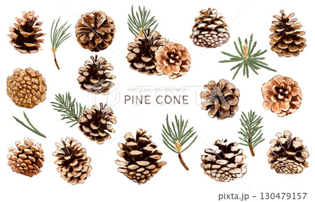 松ぼっくりのベクターイラスト素材セット 130479157