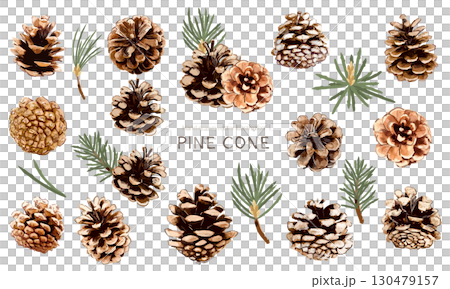 Pine cone vector illustration material set 130479157