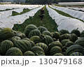 すいか畑 130479168