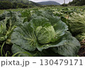 収穫間近のキャベツ畑 130479171