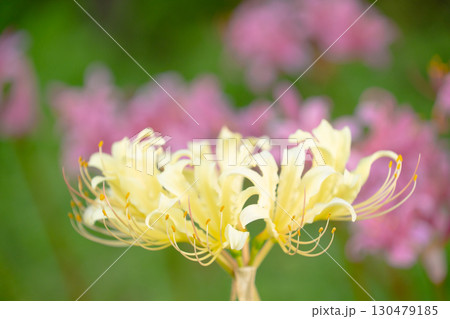 淡き光に咲く白黄の彼岸花 130479185