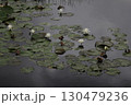 白い睡蓮の花 130479236