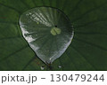 蓮の葉に溜まった水滴 130479244