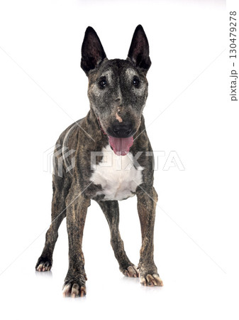 old bull terrier in studio 130479278