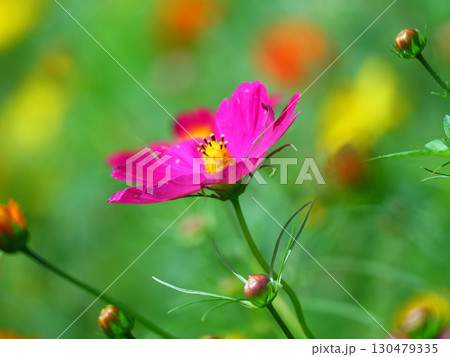 コスモス コスモス 130479335