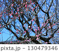 咲き始めた梅の花 130479346