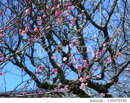 咲き始めた梅の花 130479346