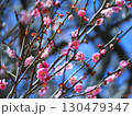 梅の花 130479347