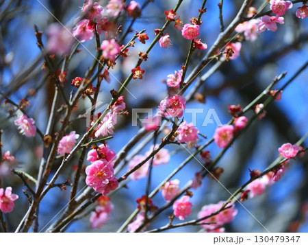 梅の花 130479347