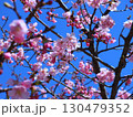 青空に映える河津桜 130479352