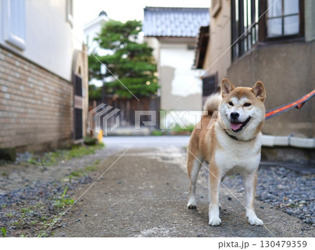 柴犬のいる日本家屋の風景 柴犬のいる日本家屋の風景 130479359