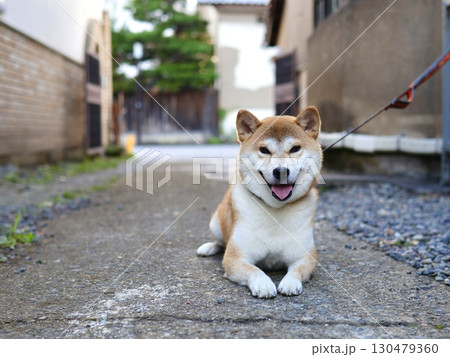 日本家屋のそばで伏せている柴犬 130479360